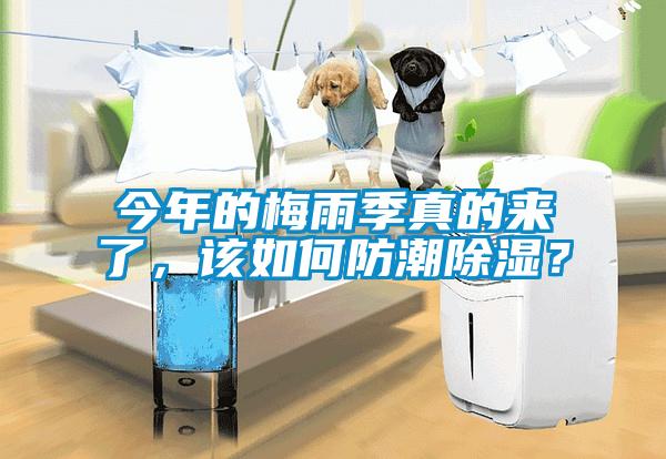 今年的梅雨季真的來了，該如何防潮除濕？
