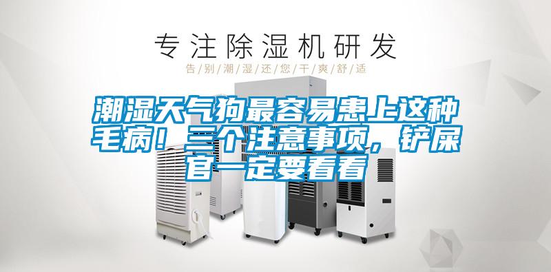 潮濕天氣狗最容易患上這種毛??！三個注意事項，鏟屎官一定要看看