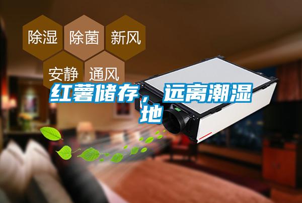 紅薯儲存，遠離潮濕地