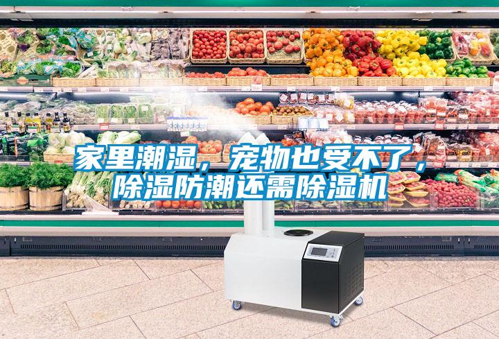 家里潮濕，寵物也受不了，除濕防潮還需除濕機